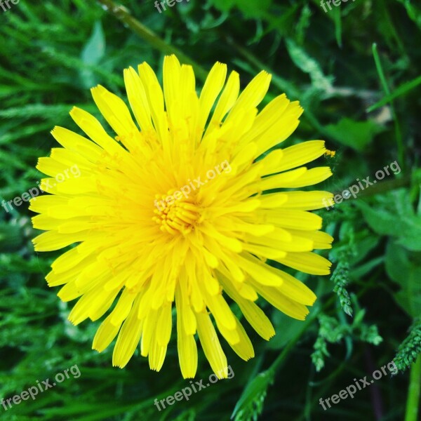 Flower Yellow Summer Summer Flowers Plant