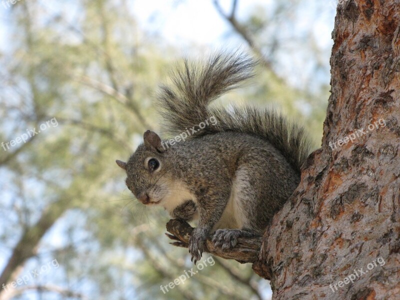 Grey Squirrel Animal Squirrel Wildlife Tail