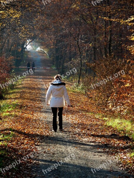 Autumn Autumn Forest Autumn Walk Fall Leaves Trees