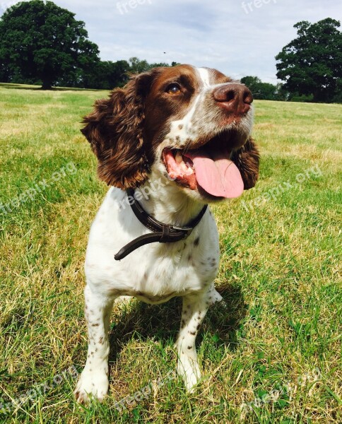 English Springer Spaniel Free Photos