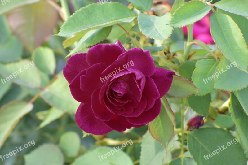 Purple Rose Flower Enchantment Enthrallment Free Photos