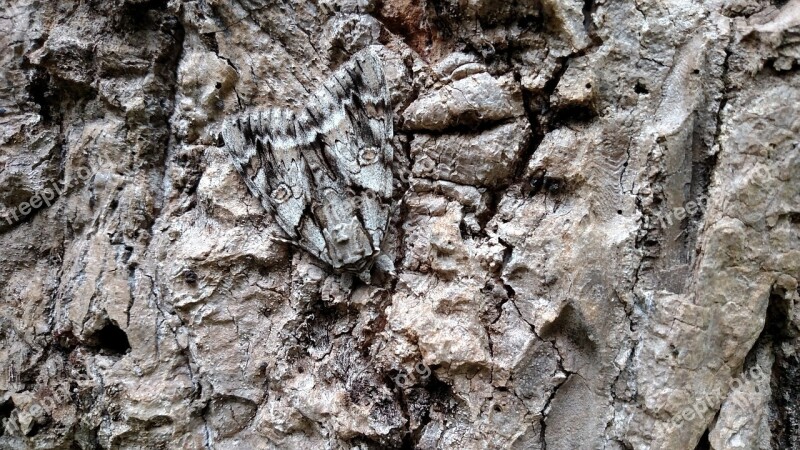 Sphinx Moth Nature Camouflage Bark