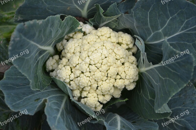 Cauliflower Vegetable Eat Dietetic Kitchen