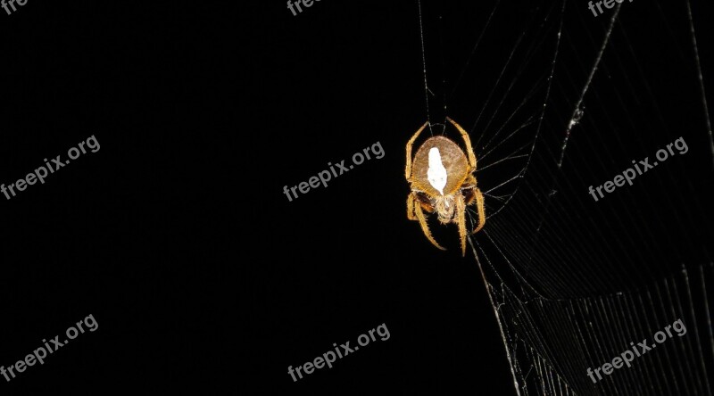 Spider Night Hunter Insect Colombia Free Photos