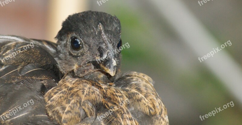 Animal Fauna Hen Ave Colombia