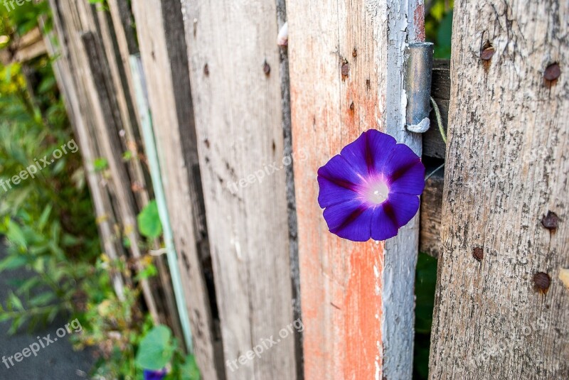 Flower Purple Flower Bindweed Plant Summer