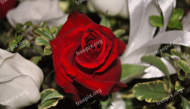 Rosa Red Rose Flower White Flowers Marriage