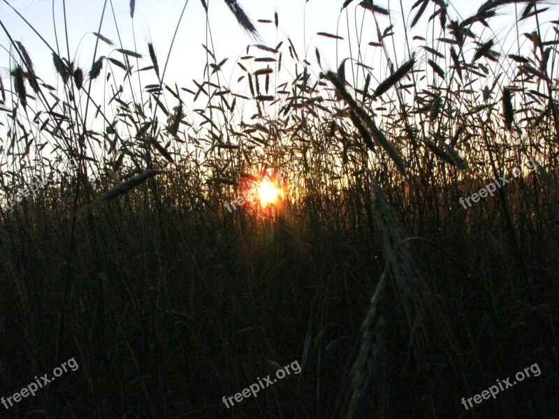 Corn The Sun Field The Cultivation Of Free Photos