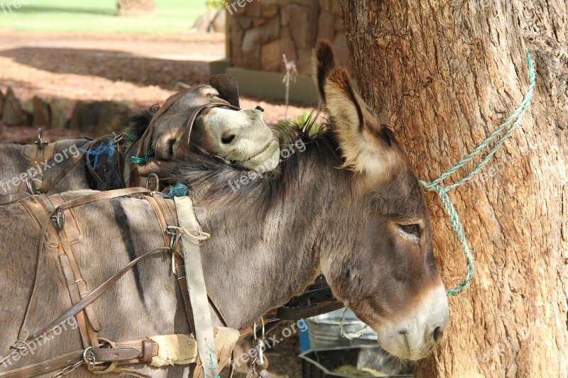 Donkey Animal Nature Siesta Free Photos