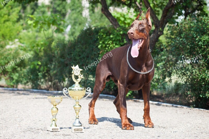 Dog Doberman Animal Breed Pet