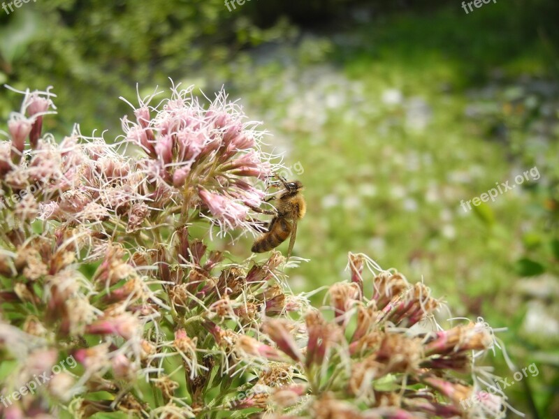 Bee Animal Forage Fauna Flora