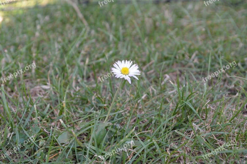 Geese Flower Flower Meadow Nature Close Up