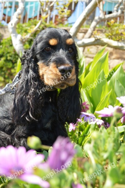 English Cocker Spaniel Dog Cocker Spaniel Puppy