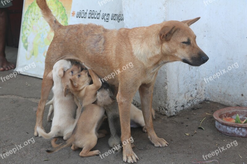 Puppies Suckle Sri Lanka Street Dogs Free Photos