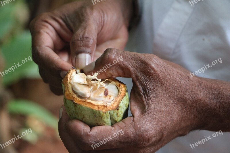 Cocoa Hands Sri Lanka Cocoa Fruit Free Photos