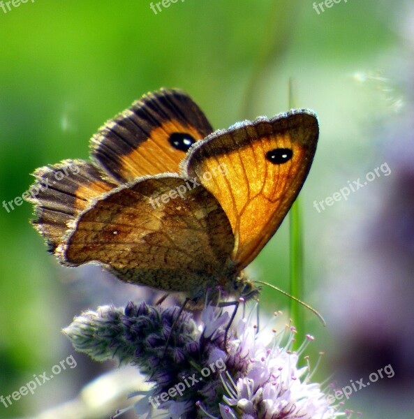 Butterfly Insect Nature Flower Garden