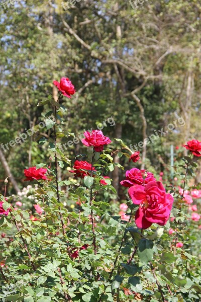 Leash Chiang Mai Thailand The Following Heavy Phuping Palace Flowers Nature