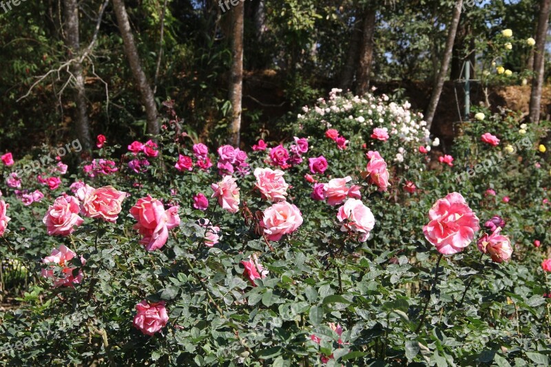 Leash Chiang Mai Thailand The Following Heavy Phuping Palace Flowers Nature