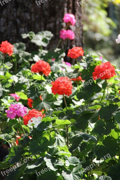 Leash Chiang Mai Thailand The Following Heavy Phuping Palace Flowers Nature