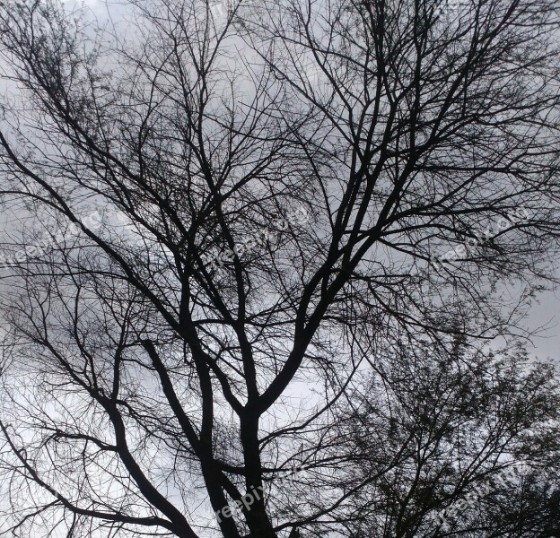 Vachellia Nilotica Tree Natural Sillhouette Free Photos