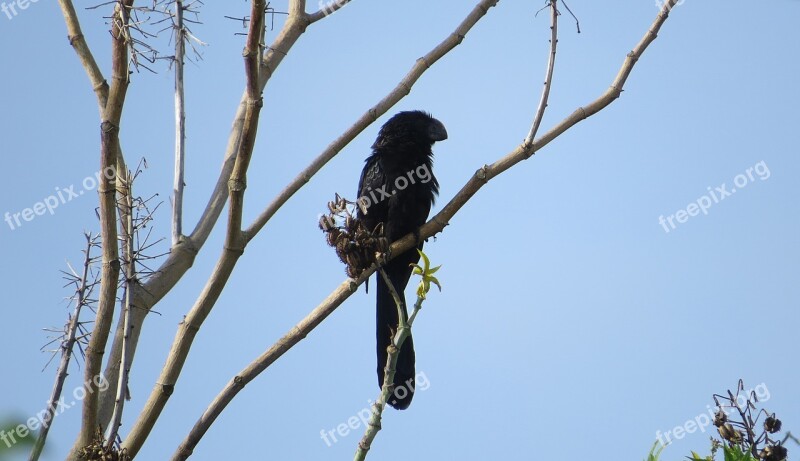 Garrapatero Haystack Fauna Colombia Free Photos