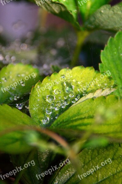 Just Add Water Dawn Water Drop Nature