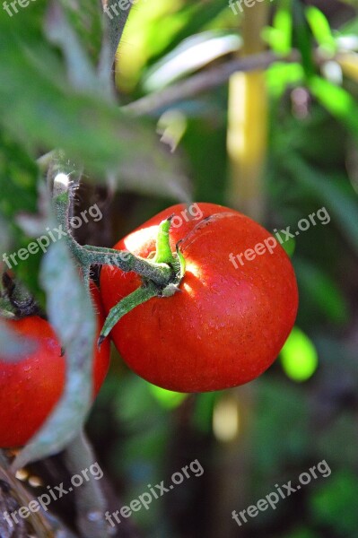 Tomatoes Red Garden Crop Vegetables