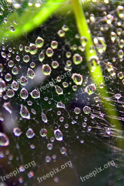 Dew Just Add Water Water Droplets Rain Drops