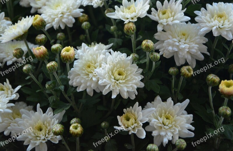 Flowers White Flower Purity Green Foliage Parterre