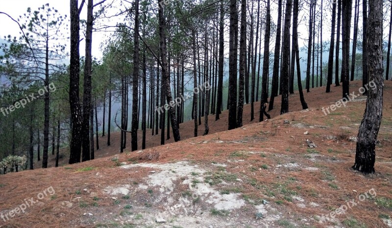 Uttarakhand India Pine Tree Jungle Meadow