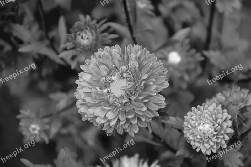 Flower Flowers Photo Black White Nature Garden