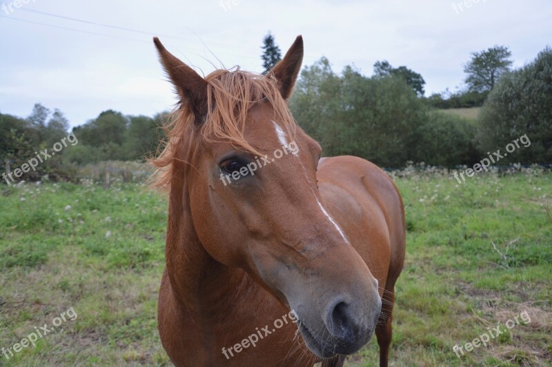 Horse Mare Broodmare Foal Horses