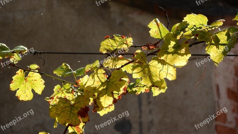 Hops Rotary Hops Leaf Hops Autumn Leaves On The Fence Humulus Lupulus