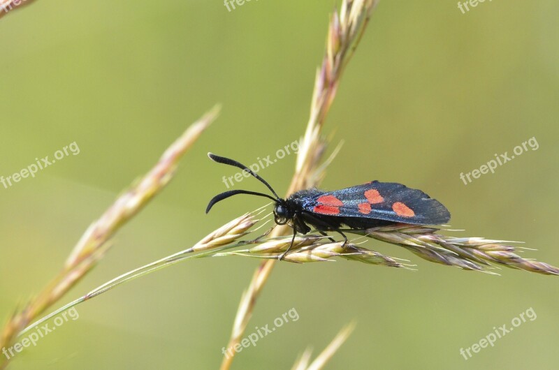 Moth Lepidoptera Colourful Daytime Red Spots