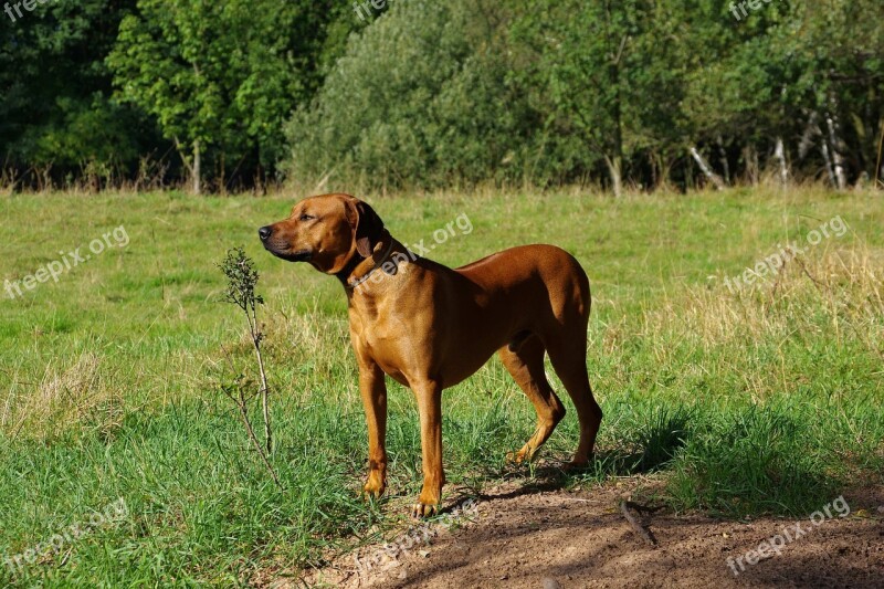 Dog Ridgeback Rhodesian Free Photos