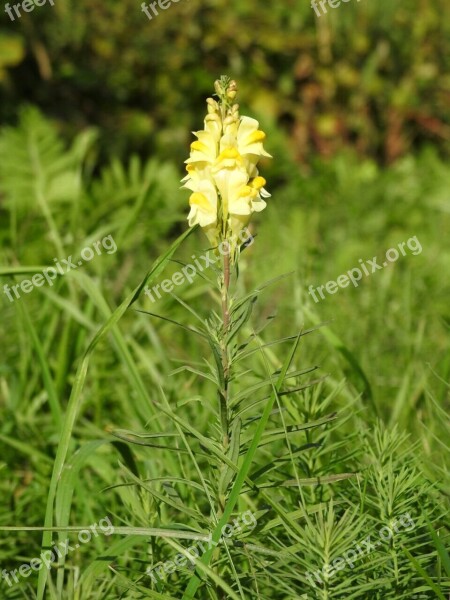 Cowslip Flower Yellow Free Photos