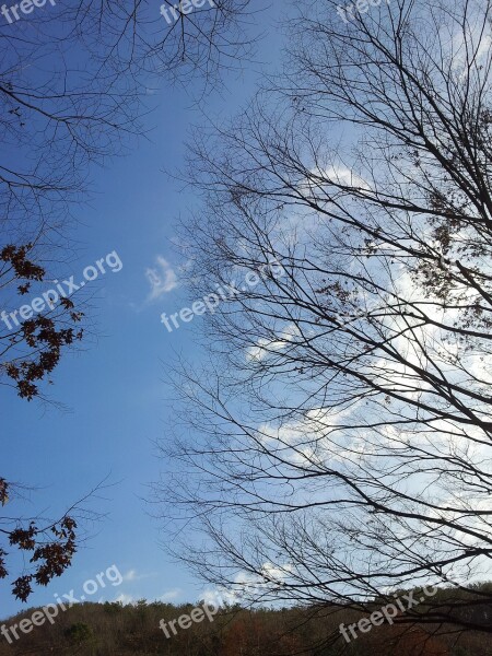 Winter Wood Winter Tree A Bony Twig