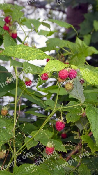 Hallonbuske Raspberries Red Berries Pick Red