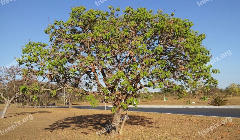 Pequi Cerrado Tree Sustainability Urban Landscape