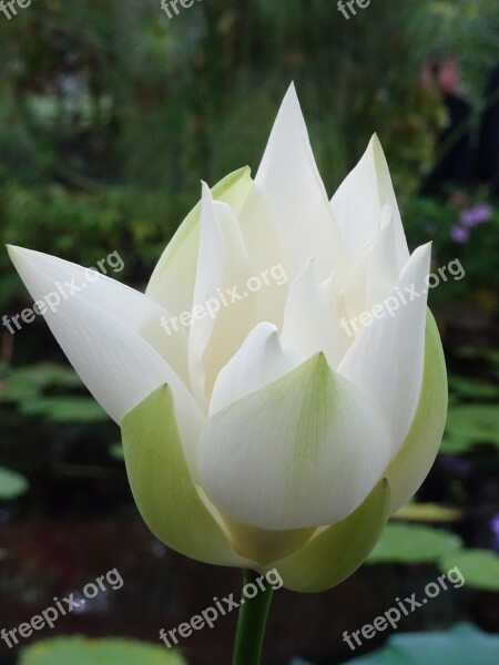 London Kew Gardens Water Lily Nenuphar Flower