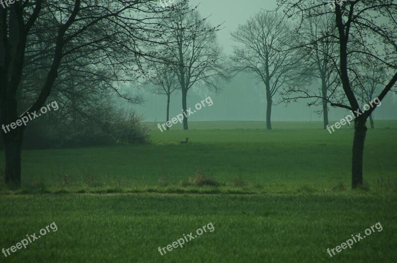 Landscape Meadow Roe Deer Green Mood