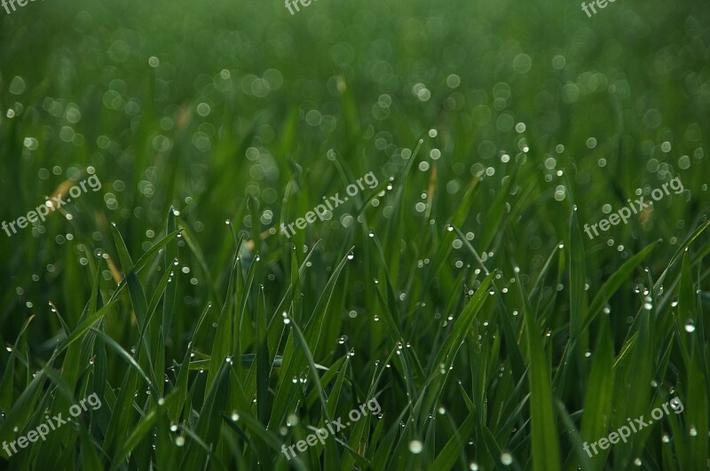 Grass Drip Meadow Close Up Green