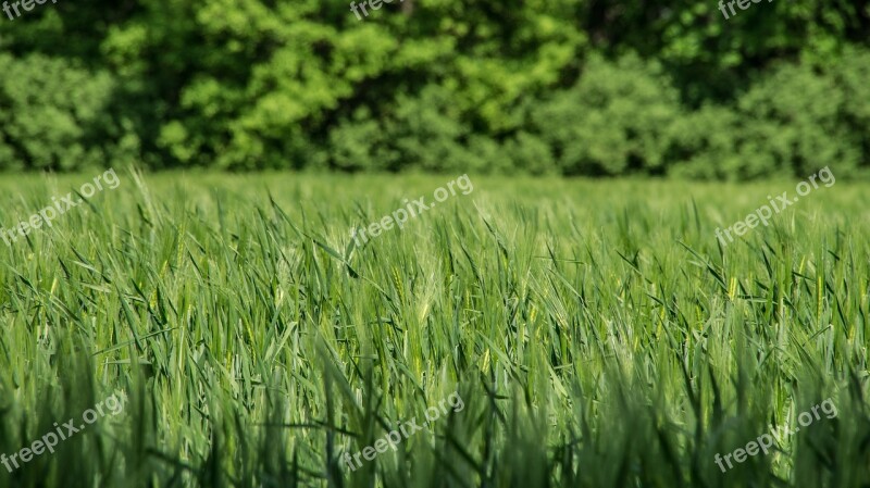 Field Wheat Seed Green Harvest