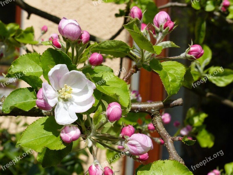 Spring Apple Blossom Nature Apple Tree Blossom Blossom