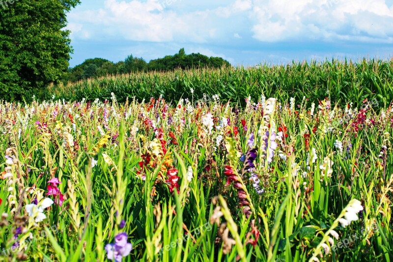 Gladiolus Flowers Field Of Flowers Free Photos