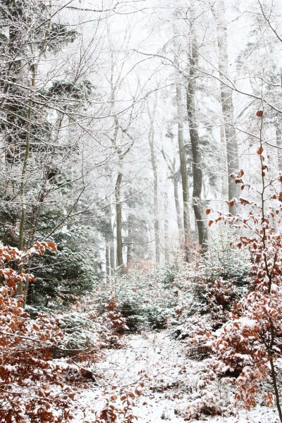 Forest Snow Winter Fall Foliage Trees