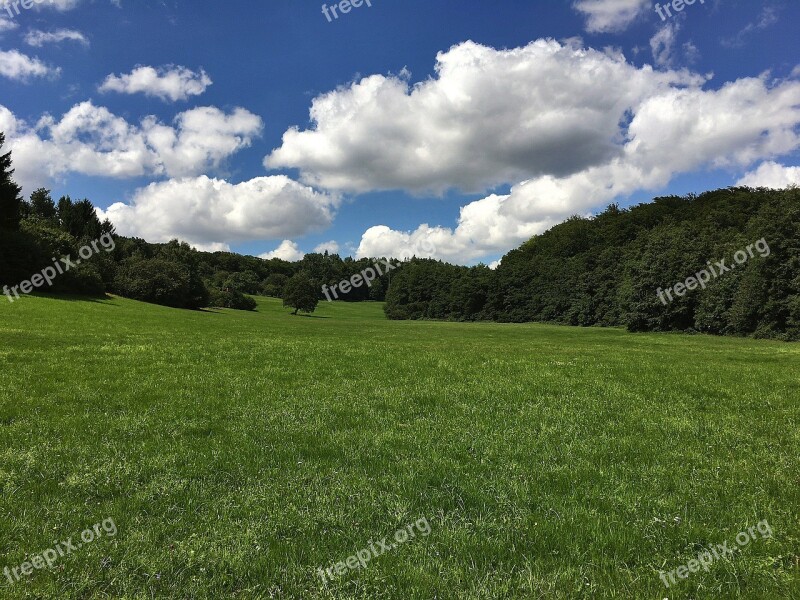 Nature Wies Landscape Tree Green