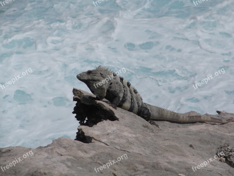 Nature Animal Iguana Sea Stone