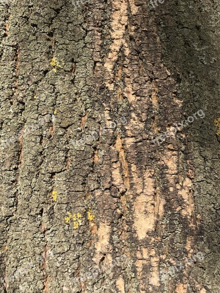 Bark Tree Bark Tree Wood Nature