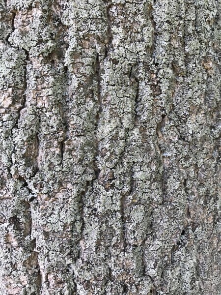 Bark Tree Bark Tree Wood Nature